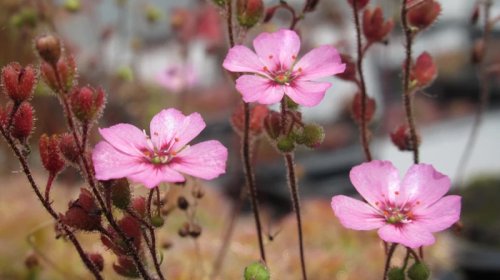 Alimlər ümidlərini itirmişdi: Yox olduğu sanılan ət yeyən bitki tapıldı