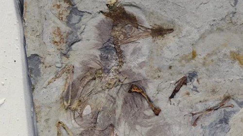 Fosil qeydlərində bir ilk: Boğazı daşlarla dolu quşun sirri nədir?