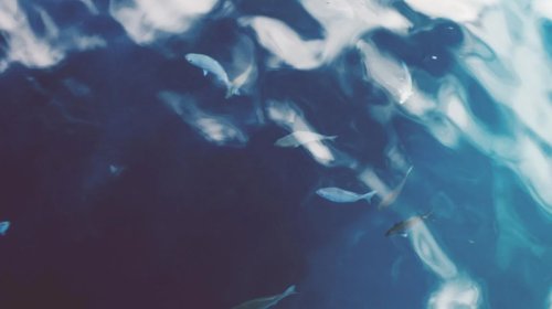 Okeanda ən ağıllı heyvan hansıdır?