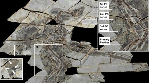 Bəzi qanadlı dinozavrlar uçmaq qabiliyyətini itirib: Alimlər səbəbi müəyyənləşdirdi