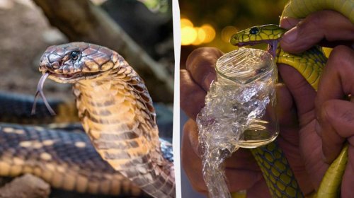 Bitməyən müharibə: İlanlar "Qırmızı Kraliça" ilə yarışır