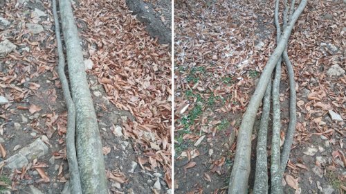 
İsmayıllı meşələrində ağac kəsintisi ilə bağlı yeni görüntülər - Araşdırmalar davam edir