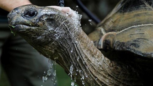 Tısbağaların həyat qurtaran hiyləsi: Onu necə inkişaf ediriblər?