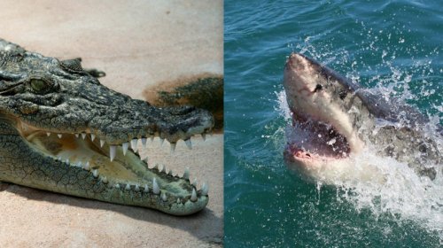 Hansı heyvanın ən güclü dişləmə qabliyyəti var? - Alimlərdən cavab