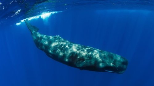 Balina insanı uda bilərmi? - Alimlərdən cavab