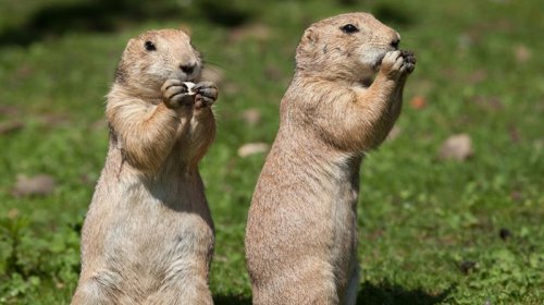 Heyvanlar insanlar kimi bir-birini dinləyirmi? - Tədqiqatçıların cavabı var