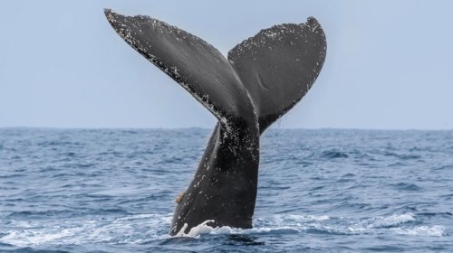 Mifologiyadan reallığa: Bir balina həqiqətən insanı uda bilərmi?