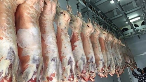 Bakıda satılan "monqol quzuları" təhlükəsizdir?