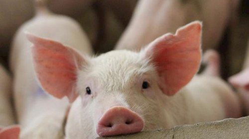 Azərbaycanda donuzlar azalıb - Ən çox hansı rayonlarda saxlanılır...