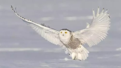 10 il sonra acı etiraf: Artıq bir dənə də qalmayıb!