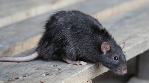 Hindistan polisi 200 kq marixuananın yoxa çıxmasında siçovulları günahlandırır