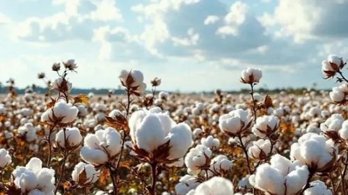 "Azərpambıq"ın xaricə satışdan gəlirləri 15,9 milyon dollar azalıb