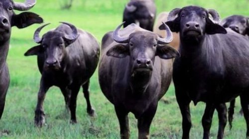 Camışların sayında kəskin azalma: Restoranlarda mal əti adı ilə təqdim olunur?