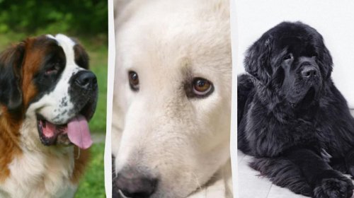 Etibarlı ev qoruyucuları: Ən sakit 7 qoruyucu it cinsi