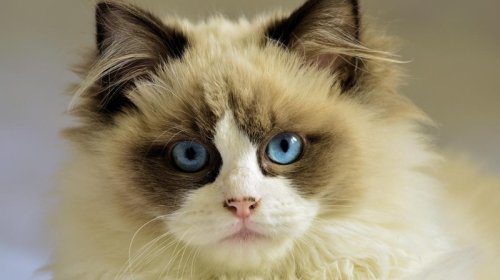 Hansı pişiklərin göz rəngi ən gözəldir? - Ekspertlər 6 top cins seçdi