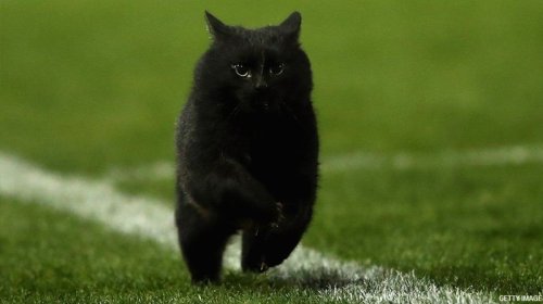 Qara pişiyin keçməsi insanın taleyini dəyişir?