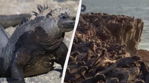 Dəniz iquanaları: Okeanın ən qəribə canlıarından biri..