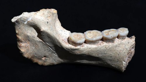 Homo sapiens və Neandertalların ehtimal olunan ortaq əcdadının qalıqları tapıldı
