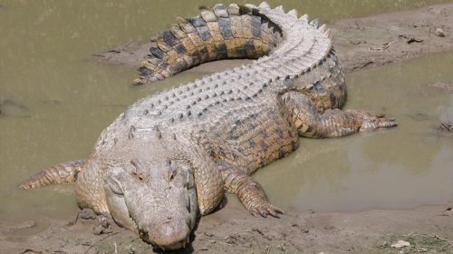 Dünyanın ən böyük sürünəni okeanı asanlıqla keçə bilir: Bunu necə bacarır?