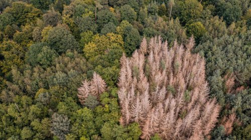 Avropada ağacların yeni üsulla əkilməsi meşələri xilas edə bilərmi?