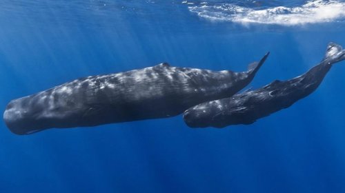 9 fil qədər ağır və reaktiv mühərrikdən daha səs-küylü: Dünyanın ən böyük yırtıcısı