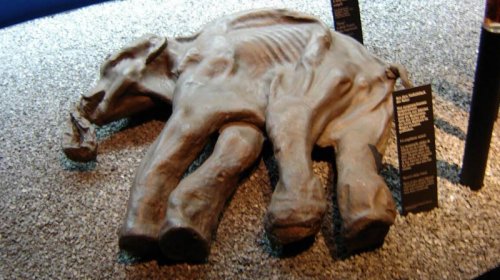 Alyaskadan tapılan müəmmalı &ldquo;mamont&rdquo; fosilləri balina çıxdı