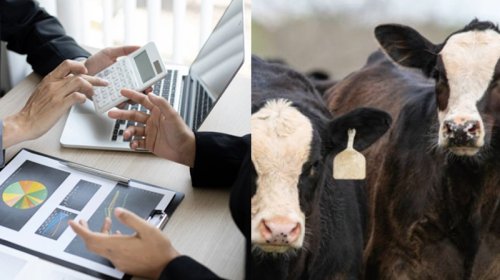 Nazirliyin 5 milyon ödədiyi minlərlə mal-qara "yoxa çıxıb"