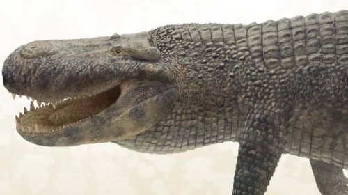 Alimlər tarixdə ən güclü dişləməyə sahib heyvanı açıqladı: Bu, dinozavr deyil