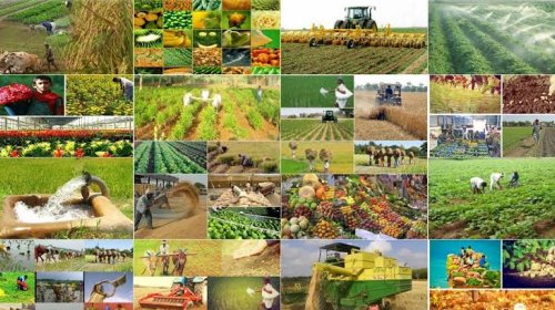 Orqanik, yoxsa ənənəvi kənd təsərrüfatı məhsullarını seçməliyik?