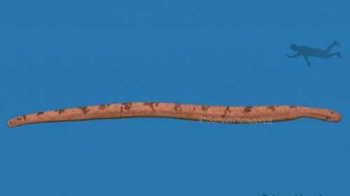 Dünyanın ən böyük dəniz ilanı 12 metrdən uzun olub və akulalarla qidalanıb