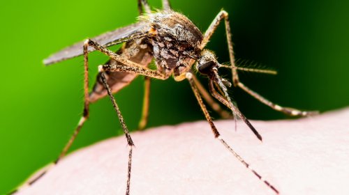 Alimlər: İqlim dəyişikliyi ilə ağcaqanad iştahı artır