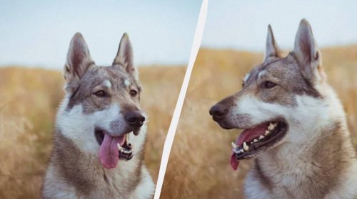 Hansı güclüdür: Canavar itləri, yoxsa adi itlər?