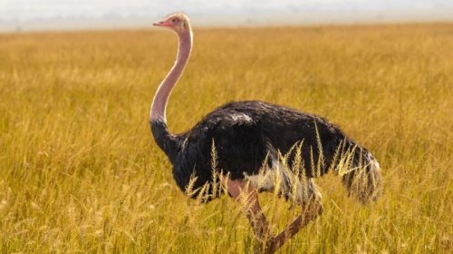 85 illik səssizlik pozuldu: Nəhəng ayaq səsləri səhraya qayıdır