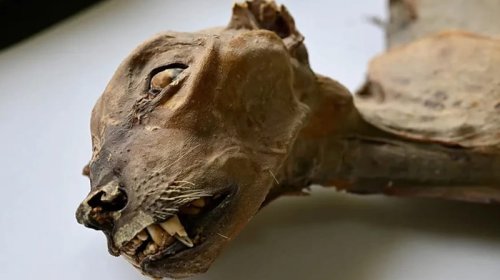 Səhradakı mağaradan çıxan 4 min illik sürpriz