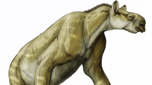 Miosen dövrünün qəribə heyvanı: Başı at kimi...