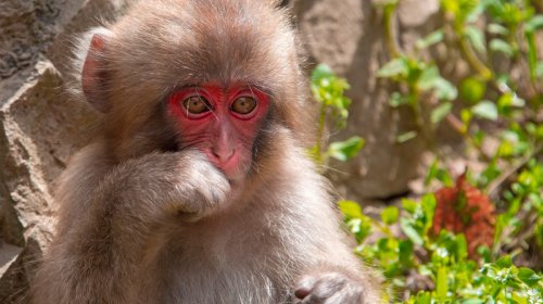 Meymunların hamam vərdişi alimləri heyrətləndirdi