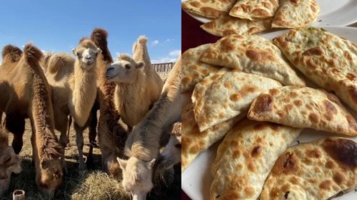 Menyuda dəvə, qutabda...