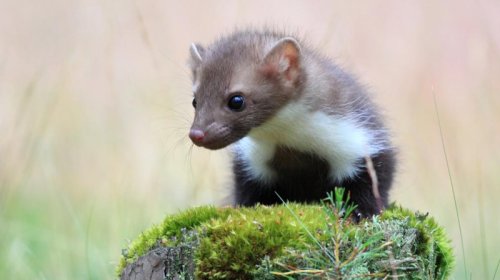 13 vəhşi dələ İngiltərədə meşəyə buraxıldı: Baş verənlər alimləri təəccübləndirdi