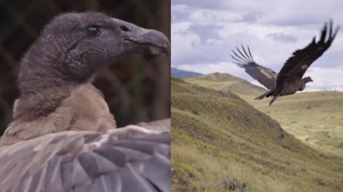 Səmaya əfsanəvi quşlar buraxıldı: Ən böyük qanadlı yırtıcı xilas edildi