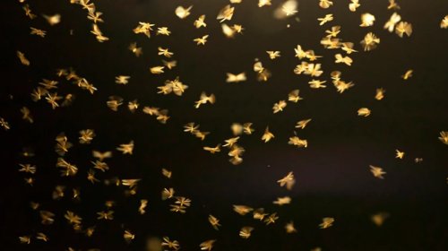 Təbiətdəki "səssizlik" sistemin çökməsi anlamına gəlir?