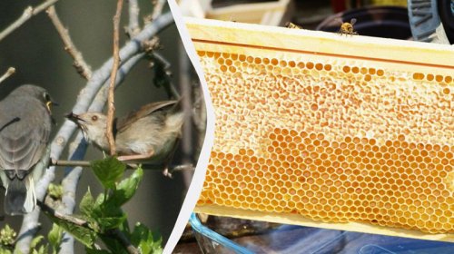 Afrikalılar bal tapmaq üçün quşlarla danışmağı öyrənib: Onların "dili" daim inkişaf edir