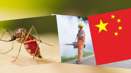 Çikunqunya virusu yayılır: Əlamətləri nələrdir?