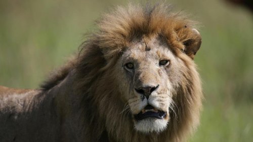 Əsl müdafiəçilər: Şirlərlə döyüşmək üçün yetişdirilən 5 it cinsi