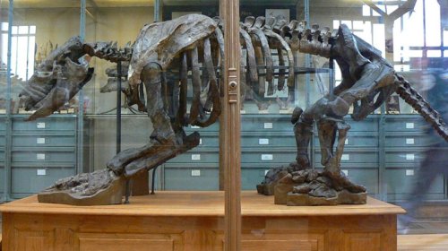 Darvinin heyvan kolleksiyasını "möhürlədiyi" məhlulun resepti açıldı