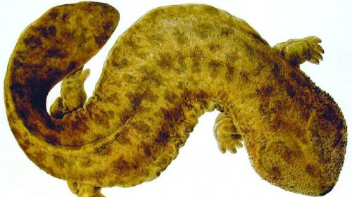 Yaponiya dərinliklərində ekosistemə zərər verən nəhəng qədim yırtıcı gizlənir