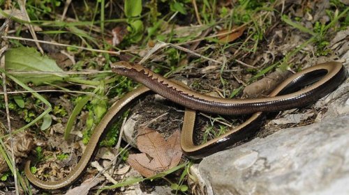 İlan kimi görünür, ilan kimi hərəkət edir, amma əslində belə deyil