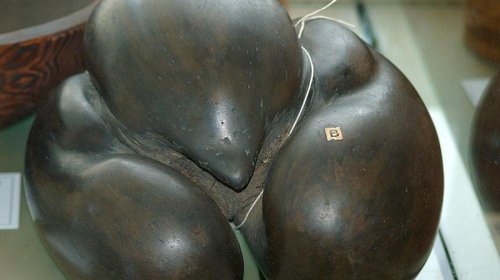 Çəkisi 30 kq-a qədər və diametri yarım metr: Planetdəki ən böyük toxum - VİDEO