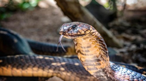 Kobralar "avtostop"la Hindistanın yeni ərazilərini fəth edir - TƏDQİQAT