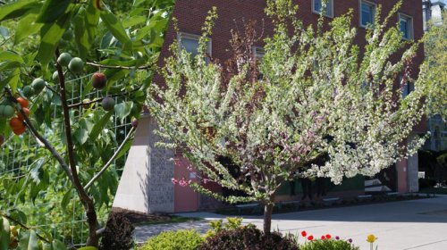 40 meyvəli ağac: Bağban-rəssamın yaratdığı rekord qıran bağ