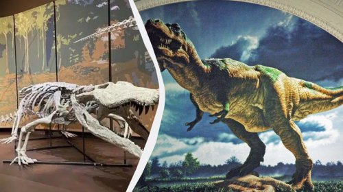 Dinozavrları yeyən 9 metrlik timsahın qalıqları tapıldı